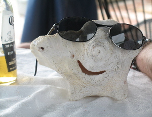 Conch with glasses