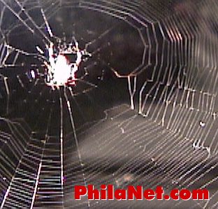 Spiderweb from Philadelphia's
Philanet.com